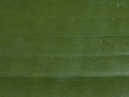 fresh green banana leaf under flashの写真素材