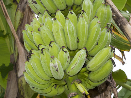 freh cultivated banana on treeの写真素材