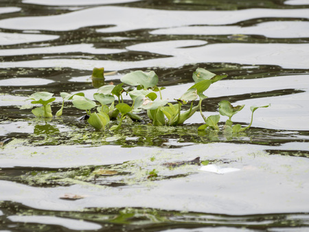 small water hyacinth is a free-floating perennial aquatic plant, It is big problem in Thailandの写真素材