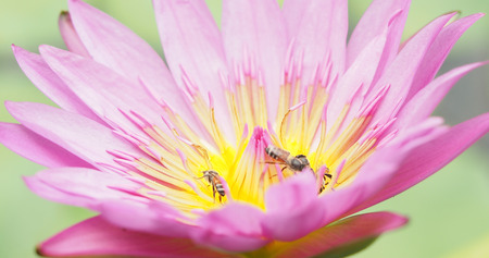 bee and lotusの写真素材