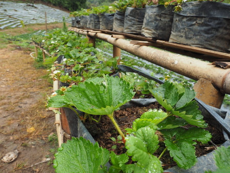 small strawery tree in strawberry fram on hillの写真素材