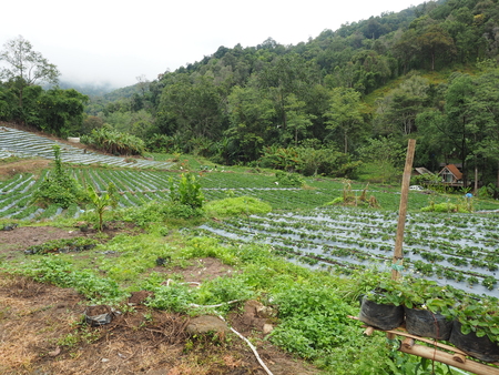 small strawberry tree in strawberry farm on hillの写真素材