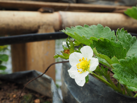 small strawberry flower in strawberry farm on hillの写真素材