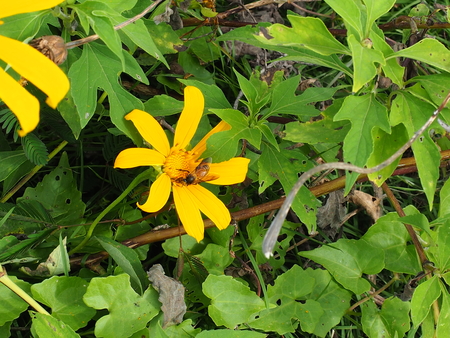 Tree marigold flower in park at Mae Moh Ta Pang near electricplantの写真素材