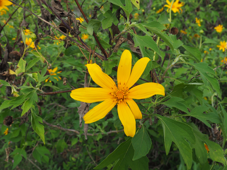 Tree marigold flower in park at Mae Moh Ta Pang near electricplantの写真素材