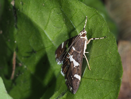small gray moth on green leaf with blur backgroundの写真素材