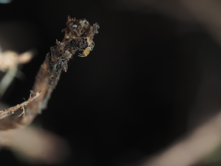 a little spider on a branch with back backgroundの写真素材