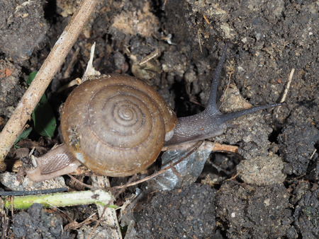small snail on dig soil with some junk plasticの写真素材