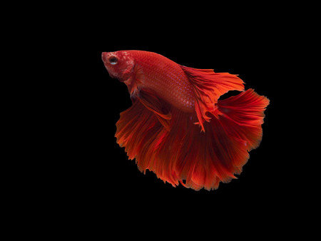 side of red siam fighting fish with black backgrond with pathの写真素材