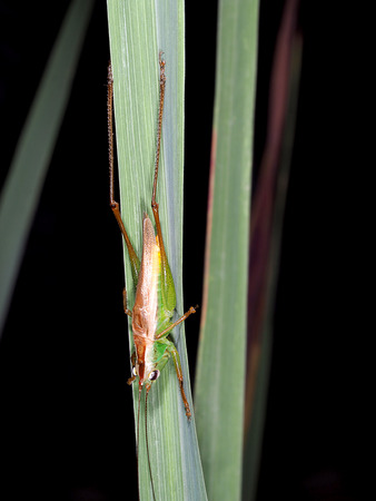 grass hopper on green leaf head down with clip pathの写真素材