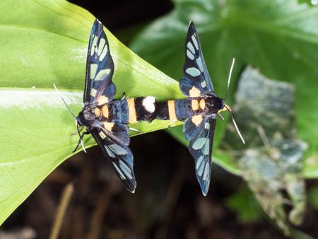couple of black moth on a leaf in mating seasonの写真素材