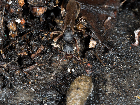 queen ant on mamade floor  in city looking area to make colonyの写真素材