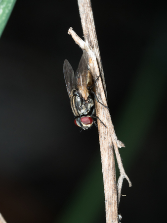 a fly on dry branch head down take photo by two flash in gardenの写真素材