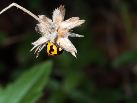 orange and black ladybug on dry grass flower in gardenの写真素材