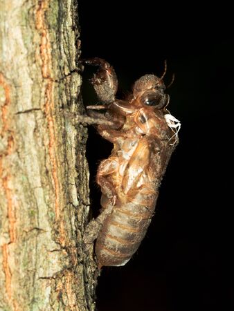 old cicada stain on tree with black backgroundの写真素材