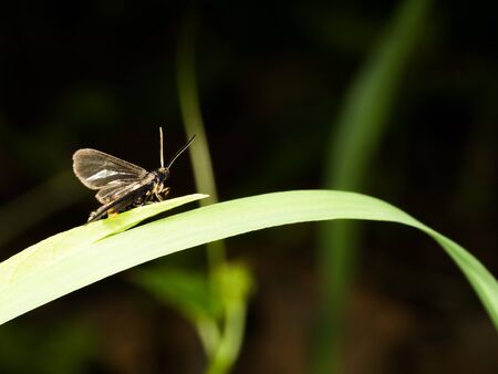 moth walking on grass in garden in morning with black backgroundの写真素材