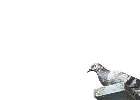 Gray pigeon sit on old plank woodの写真素材
