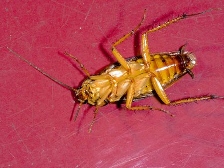 dead cockroach on old red tile in kitchenの写真素材