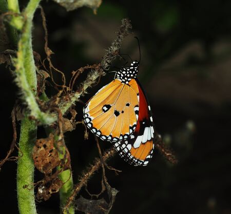 a orange butterfly rest on dry ivy with blur backgroundの写真素材