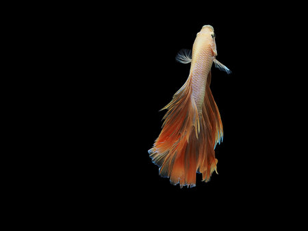 beta fish
