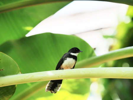 close up of magpie stay on cultivated banana leaf in gardenの写真素材
