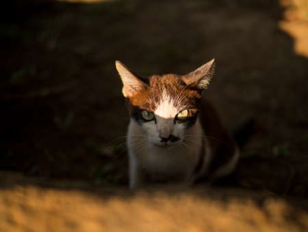 focus at eye of two tone white and brown catの写真素材