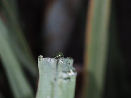 Rain drop on lemon grass leaf
