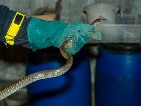 A man catch a ratsnake in resident by leaher safety gloveの写真素材