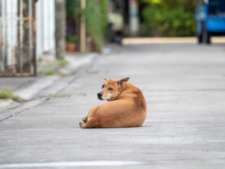 Thai short hair brown dog laying on road with blur background