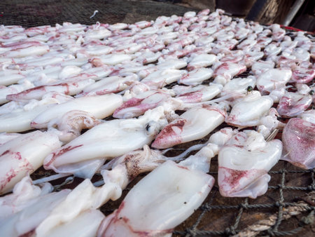 group of fresh squid on table for make dried squid