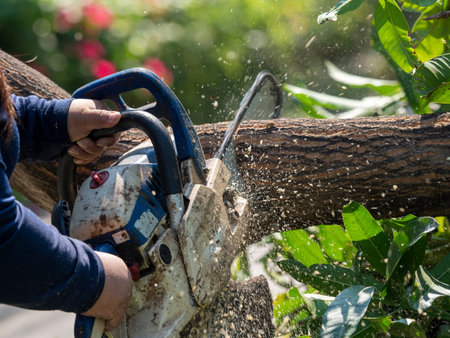 old white and blue chainsaw in fat worker's hand cutting big mango tree