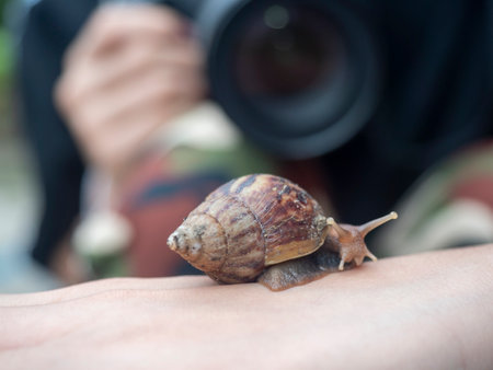 a snail on back of the hand with bulr backgroundの写真素材
