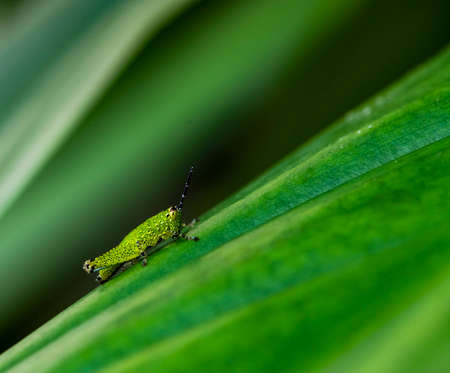 Green short-horned grasshopper on leafの写真素材