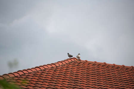 two pegeons rest on roof of a houseの写真素材