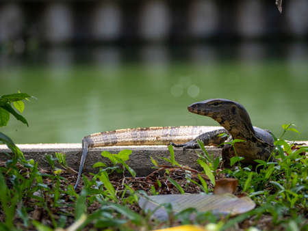 Common Water Monitor on concrete dam along the canalの写真素材