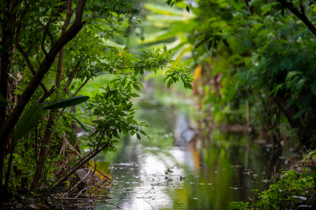 tree on side of small canal with blur backgroundの写真素材