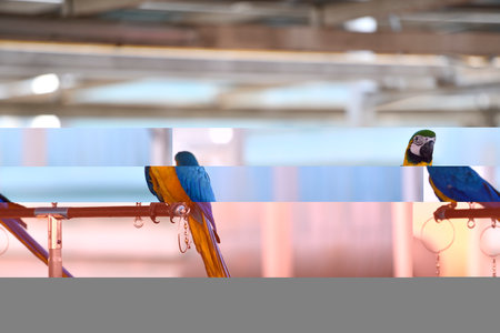 Colorful parrots in the cage at the zoo. Soft focus.の写真素材