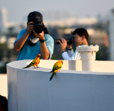 sun conure parrot on top of building with blur background of photographerの写真素材