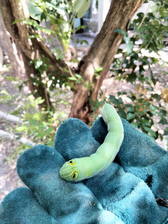 green worm on blue towel
