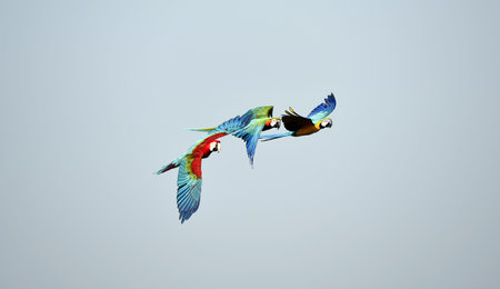 group of colorful macaws fly in clear skyの写真素材