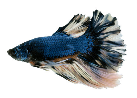 side view of blue siam fighting fishの写真素材