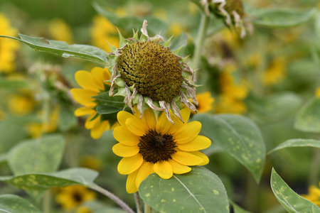 A radiant yellow sunflower blooms brightly, standing out amongst others that are drying in field,...