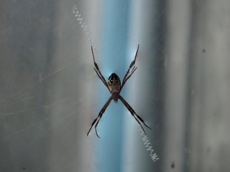 A spider creates an x shape, legs extended against reflective surface. spider looks confident and in...