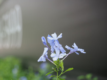 Delicate blue flower with soft petals and green leaves, blooming against blurred background, evokes sense of calm and natural beauty, highlighting elegance of nature small wondersの写真素材