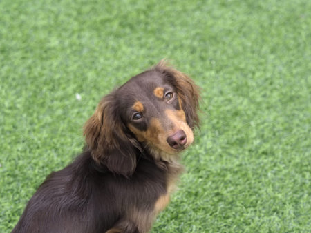 Cute brown and tan long haired dog sitting green grass looking camera with curious expression outdoors natural light adorable pet playful and friendly small to medium size furry coat alert earsの写真素材