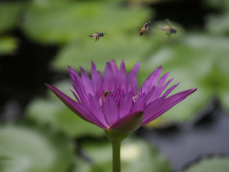 Vibrant pink water lily blooms on pond with bees flying above, capturing peaceful scene of nature pollinators and colorful aquatic flowersの写真素材