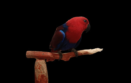 Red and blue parrot perched on wooden perch against black background, vibrant feather color and calm poseの写真素材