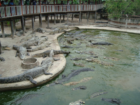 Crocodile farm pond with many adult crocodile lounging on concrete banks and swimming in murky green water, visitors watching from raised wooden walkway, humid outdoor enclosureの写真素材