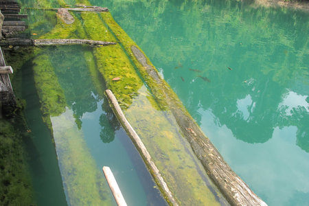 Mossy wooden walkway over turquoise lake with submerged logs reflecting trees, serene natural scene with fish visibleの写真素材
