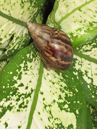 Striped brown snail on variegated green leaf with glossy shell and natural lighting conveying calmの写真素材